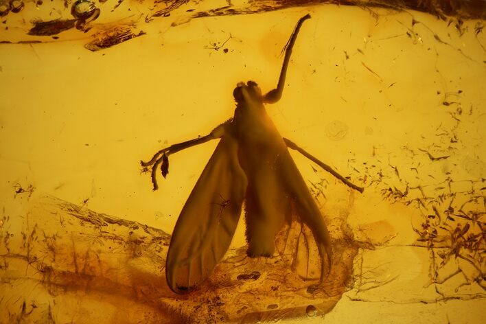 Large, Detailed Fossil Insect in Baltic Amber #139080